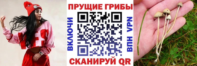 Галлюциногенные грибы мицелий  купить   Можайск 